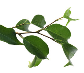 rameau de ficus &eacute;lastica