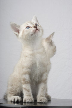 Gatti