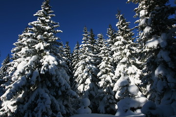 Winter in forest