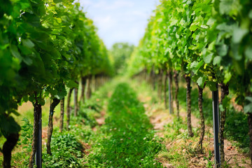 Vineyard rows in Germany