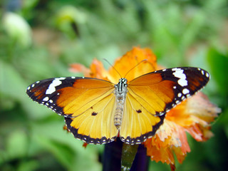 Fototapeta premium Schmetterling