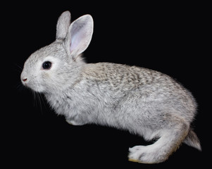Small rabbit