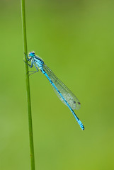 Common Blue damselfly