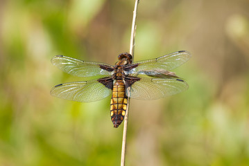 Fototapeta na wymiar Dragonfly - Broad bodied chaser