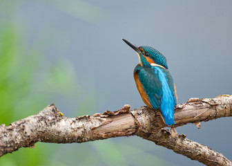 Kingfisher (Alcedo atthis)