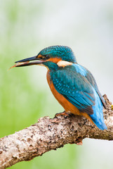 Kingerfisher and Prey