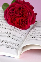 Rote Rose und Musiknoten