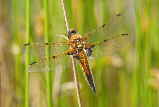 Four Spotted Chaser dragonfly
