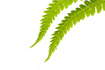 fern on the white