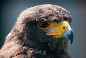 harris hawk (lat. Parabueto unicinctus)