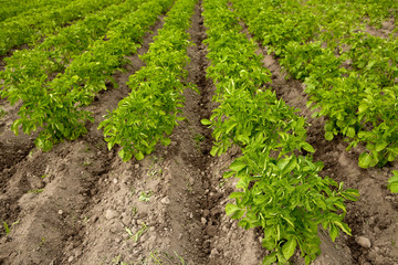 Fototapeta na wymiar Green rows of potato bushes in farm