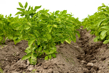 Green rows of potato bushes