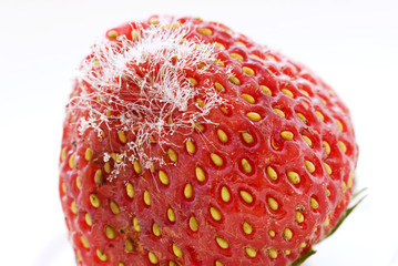 Schimmelpilz auf Erdbeere