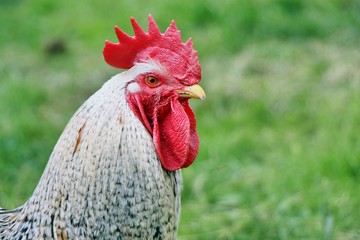 Hahn auf der grünen Wiese