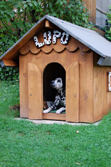 Dalmatiner in Hundeh&uuml;tte