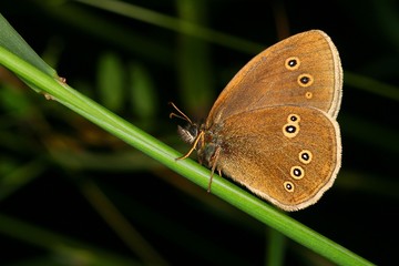 Aphantopus hyperantus - Brauner Waldvogel