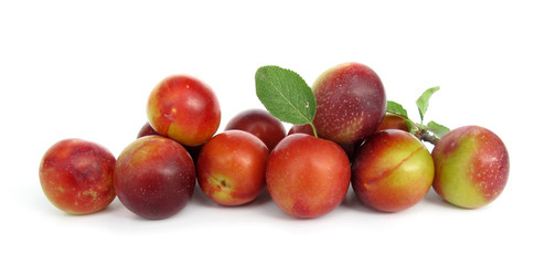 Wild plum