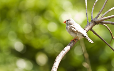 zebra finch