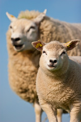 Mother sheep and her lamb