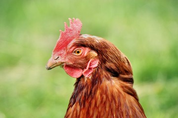 Huhn auf der Wiese