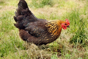 Huhn auf der Wiese