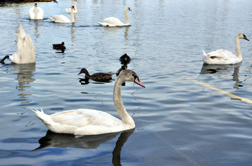 łabędzie © Anna Mazurowska