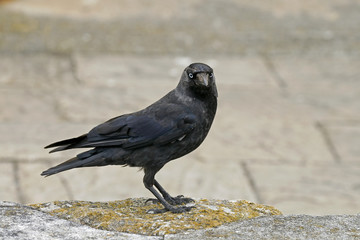Dohle, Corvus monedula, Jackdraw