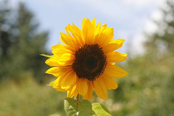 Fototapeta premium Sonnenblume, Helianthus