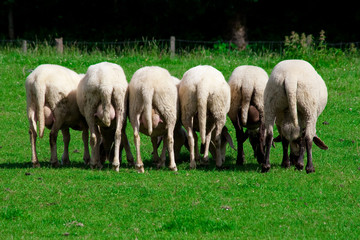 Summertime with six sisters