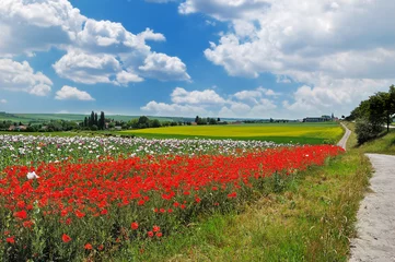 Rural landscape with red and blue poppies, fields and meadows