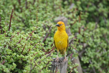 The yellow bird