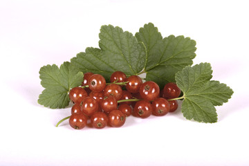 Johannisbeeren vor weissem Hintergrund