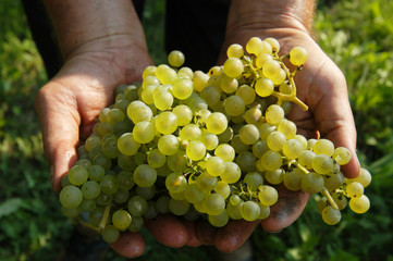 Vendemmia a mano