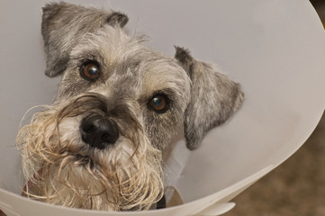 Sick dog confined in a elizabeathan collar after vet care