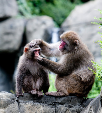 Snow Monkeys Grooming