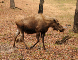 Wild moose