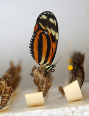Obraz premium Birth of butterfly