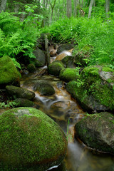 small stream in the woods
