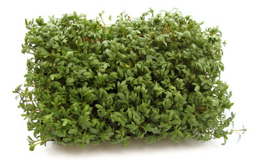 Garden cress