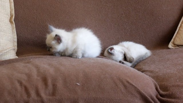deux petits chatons entamant une sieste