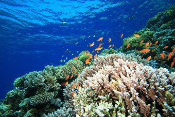 Naklejka na ściany i meble Coral Reef in the Red Sea