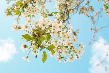 White cherry flowers