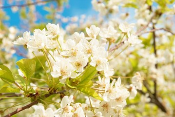 White cherry flowers