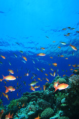 Anthias on Coral Reef