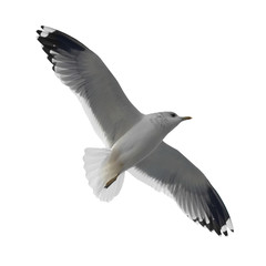 Flying seagull