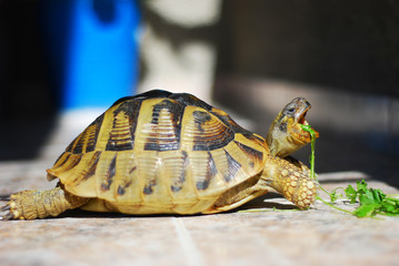 Turtle