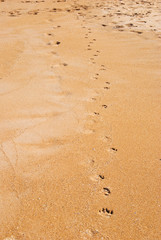 Fototapeta na wymiar Alone in the Sand
