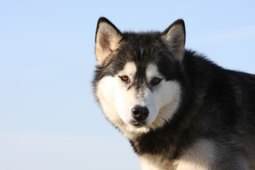 portrait de l'alaskan malamute au regard troublant