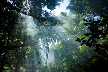 Naklejka premium sunlight in tropical forest
