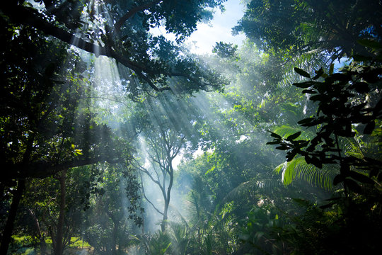 Fototapeta sunlight in tropical forest